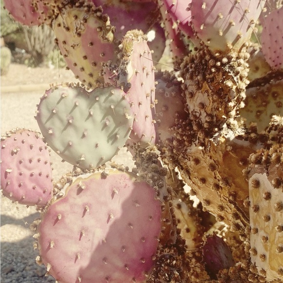 sonorandesert